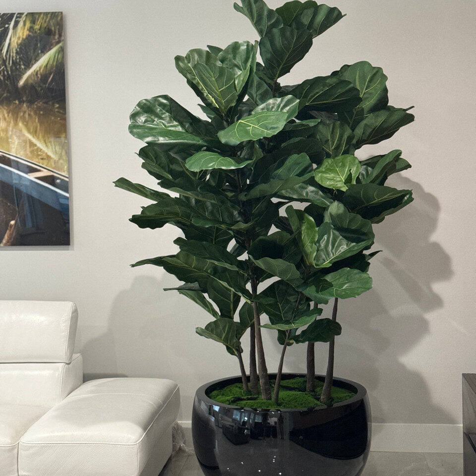 Luxury Artificial Fiddle Leaf Fig – Black Gloss Sphere Vase Edition