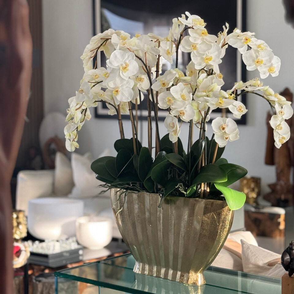 White Phalaenopsis Orchid Luxe Arrangement in Gold Fluted Planter