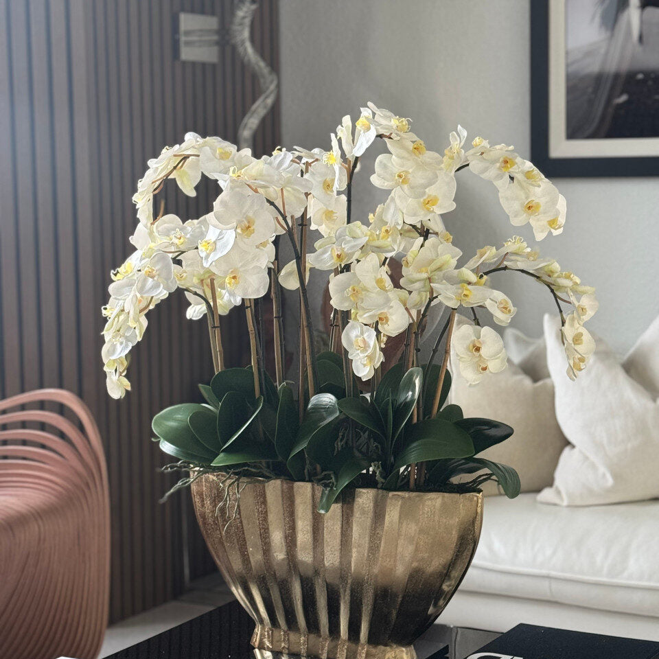 White Phalaenopsis Orchid Luxe Arrangement in Gold Fluted Planter