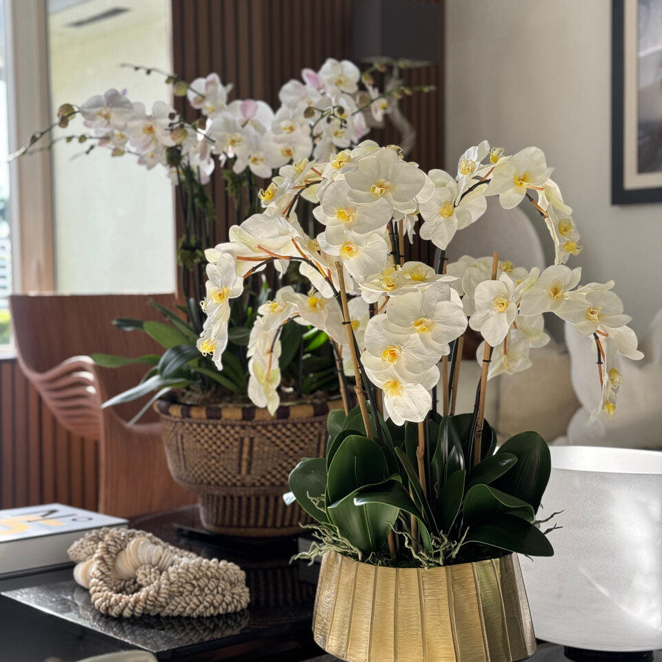 White Phalaenopsis Orchid Elegance in Gold Fluted Planter